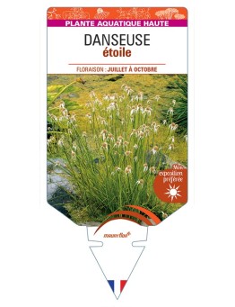 RHYNCHOSPORA colorata voir Danseuse étoile