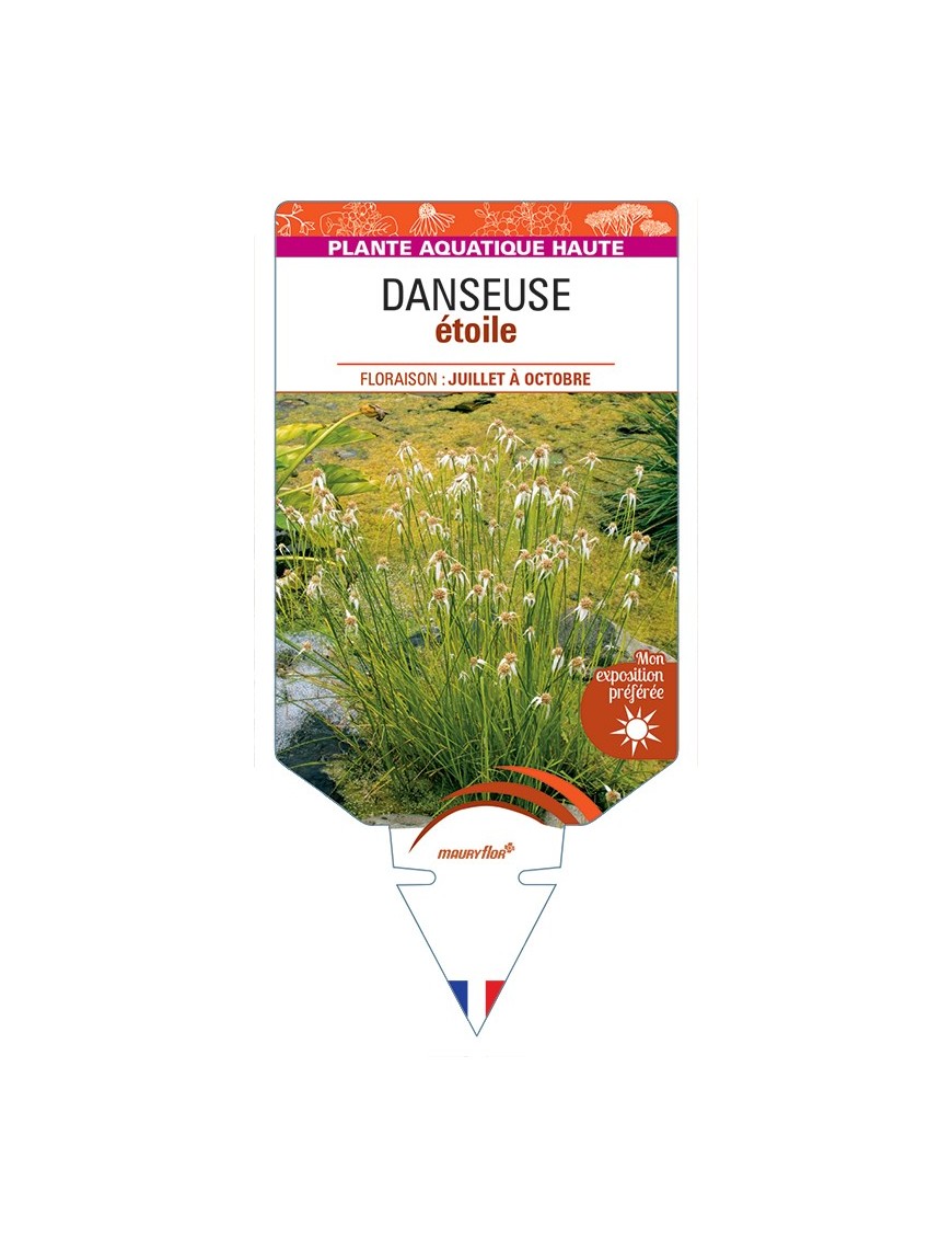 RHYNCHOSPORA colorata voir Danseuse étoile