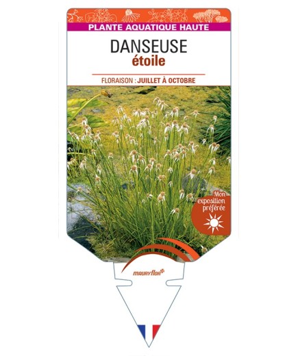 RHYNCHOSPORA colorata voir Danseuse étoile