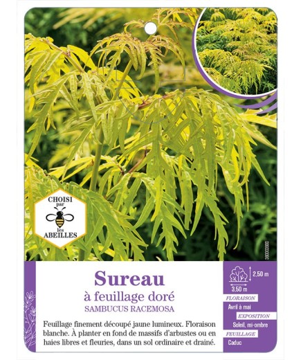 SAMBUCUS RACEMOSA voir Sureau à feuillage doré