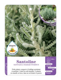 SANTOLINA CHAMAECYPARISUS (gris)