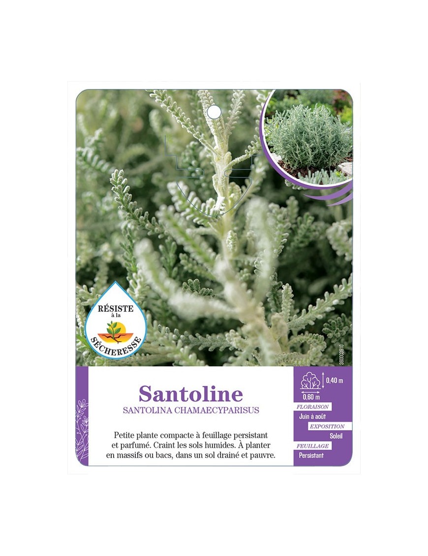 SANTOLINA CHAMAECYPARISUS (gris)