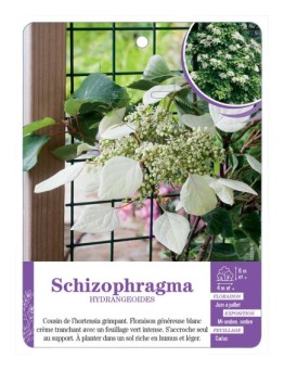 SCHIZOPHRAGMA HYDRANGEOIDES