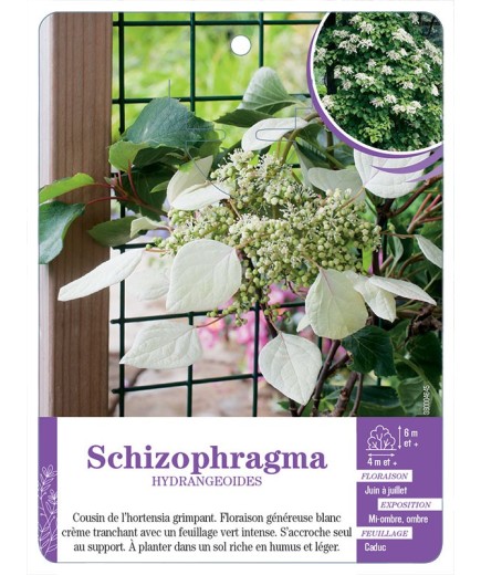 SCHIZOPHRAGMA HYDRANGEOIDES