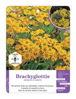 SENECIO X GREYII voir Brachyglottis