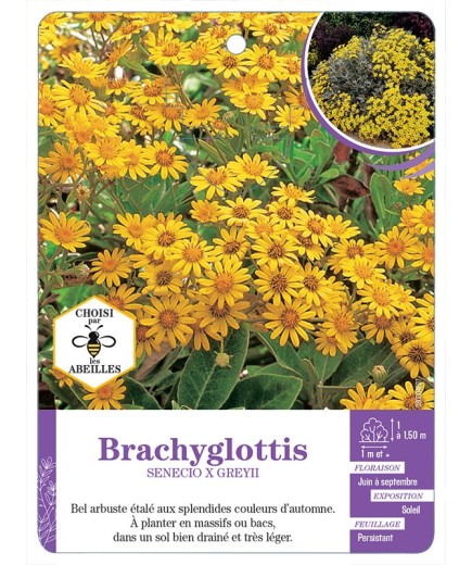 SENECIO X GREYII voir Brachyglottis