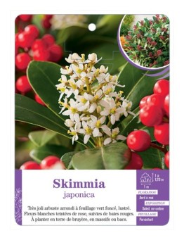 SKIMMIA JAPONICA