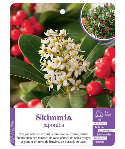 SKIMMIA JAPONICA
