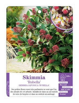 SKIMMIA JAPONICA RUBELLA