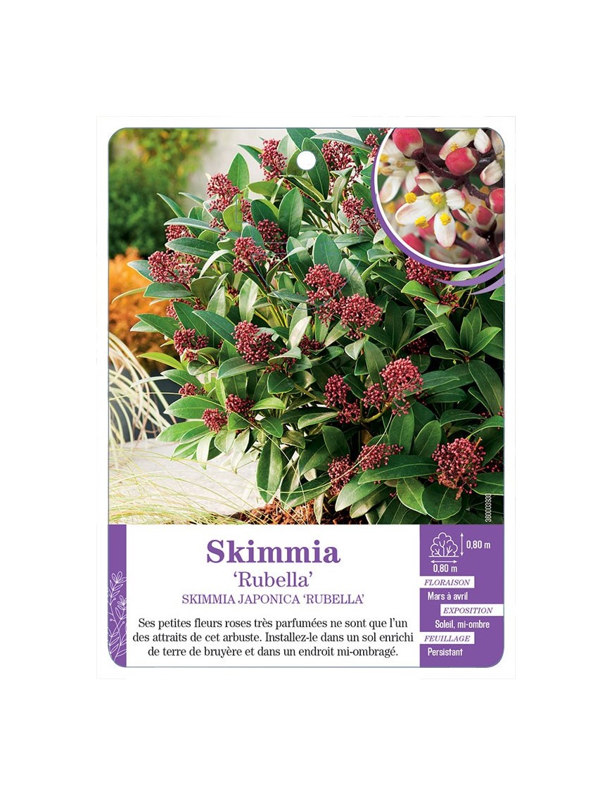 SKIMMIA JAPONICA RUBELLA