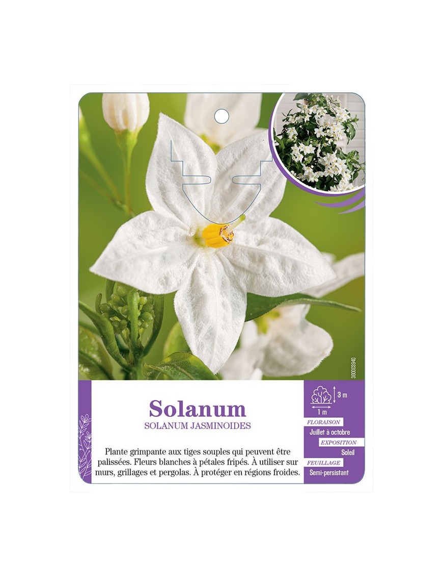 SOLANUM JASMINOIDES (blanc)