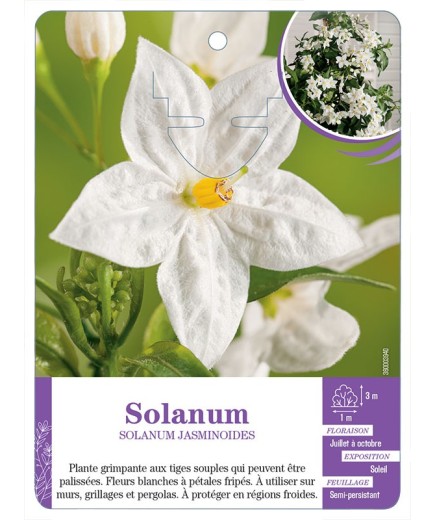 SOLANUM JASMINOIDES (blanc)