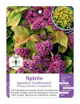 SPIRAEA JAPONICA GOLDMOUND voir Spirée