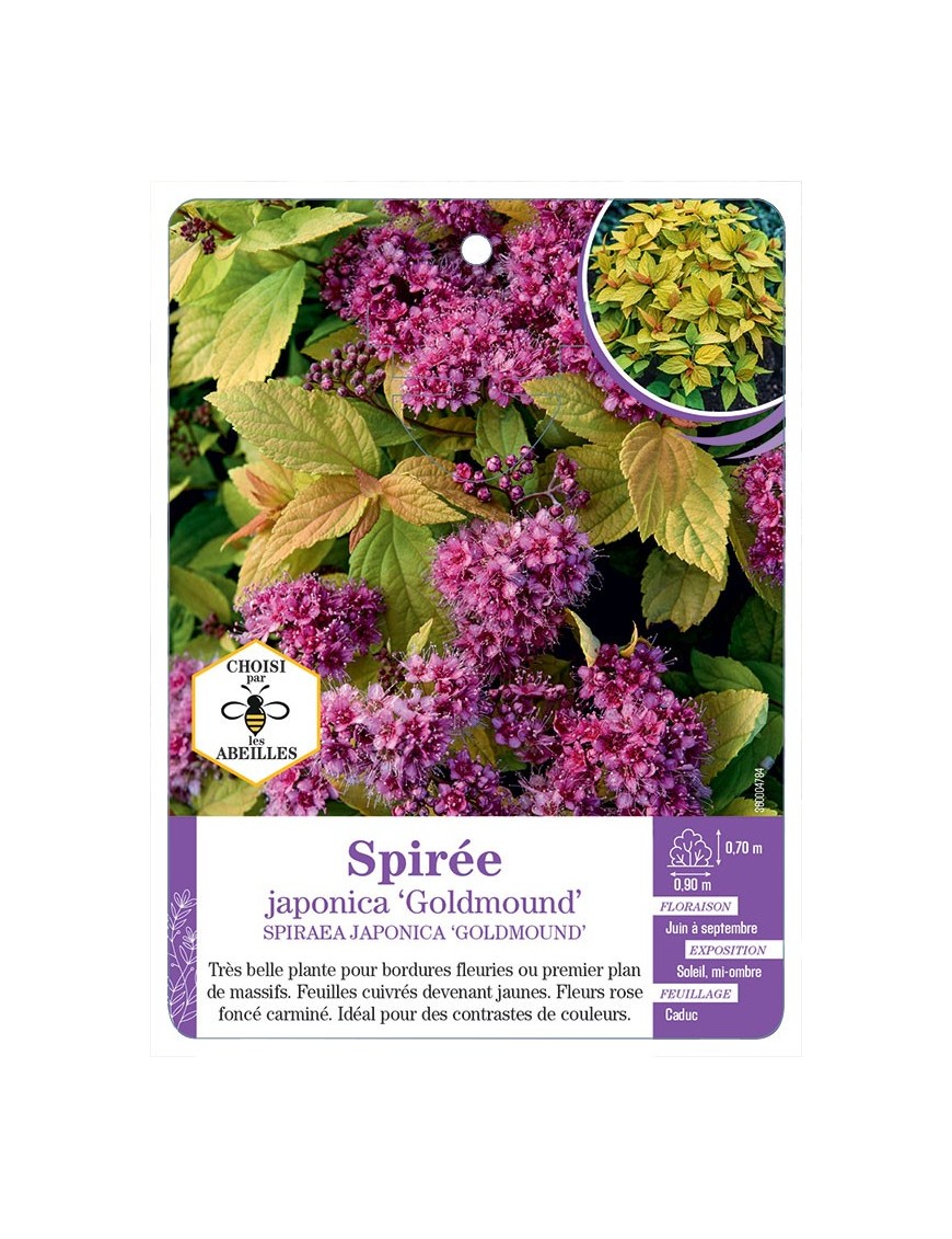 SPIRAEA JAPONICA GOLDMOUND voir Spirée
