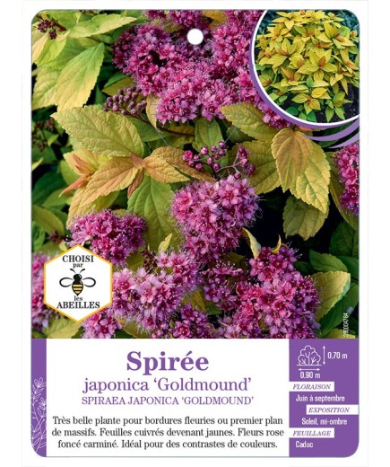 SPIRAEA JAPONICA GOLDMOUND voir Spirée