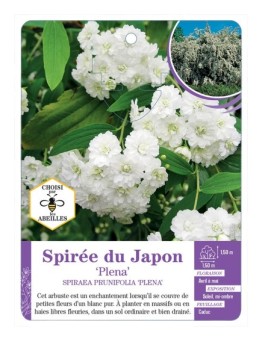 SPIRAEA PRUNIFOLIA PLENA voir Spirée du Japon (blanc)
