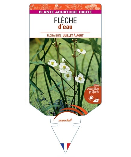 SAGITTARIA latifolia voir Flèche d’eau