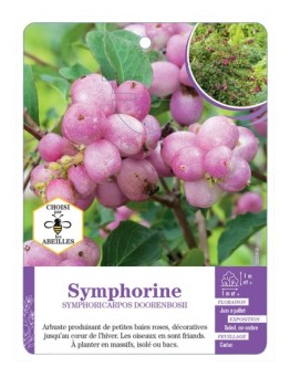 SYMPHORICARPOS DOORENBOSII voir Symphorine (rose)