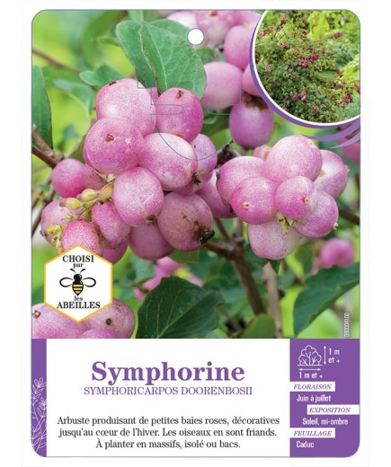 SYMPHORICARPOS DOORENBOSII voir Symphorine (rose)