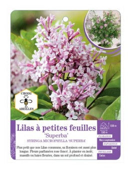 SYRINGA MICROPHYLLA SUPERBA voir Lilas à petites feuilles