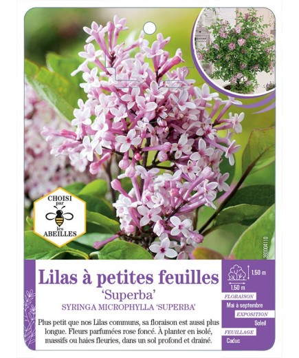 SYRINGA MICROPHYLLA SUPERBA voir Lilas à petites feuilles