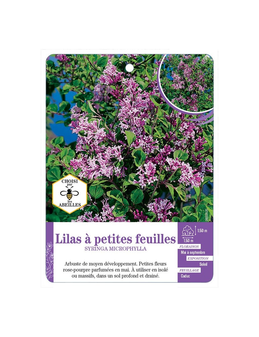 SYRINGA MICROPHYLLA voir Lilas à petites feuilles