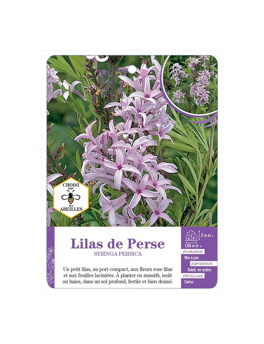 SYRINGA PERSICA voir Lilas de Perse