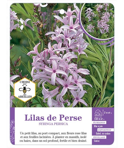 SYRINGA PERSICA voir Lilas de Perse