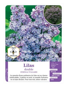 SYRINGA VULGARIS voir Lilas double (bleu)