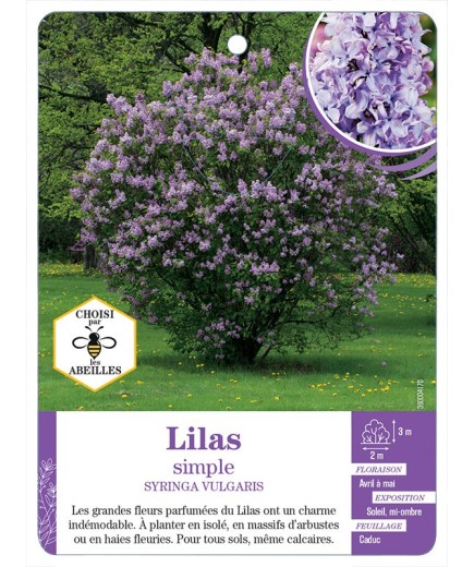 SYRINGA VULGARIS voir Lilas simple (mauve)