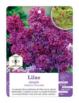 SYRINGA VULGARIS voir Lilas simple (rouge)