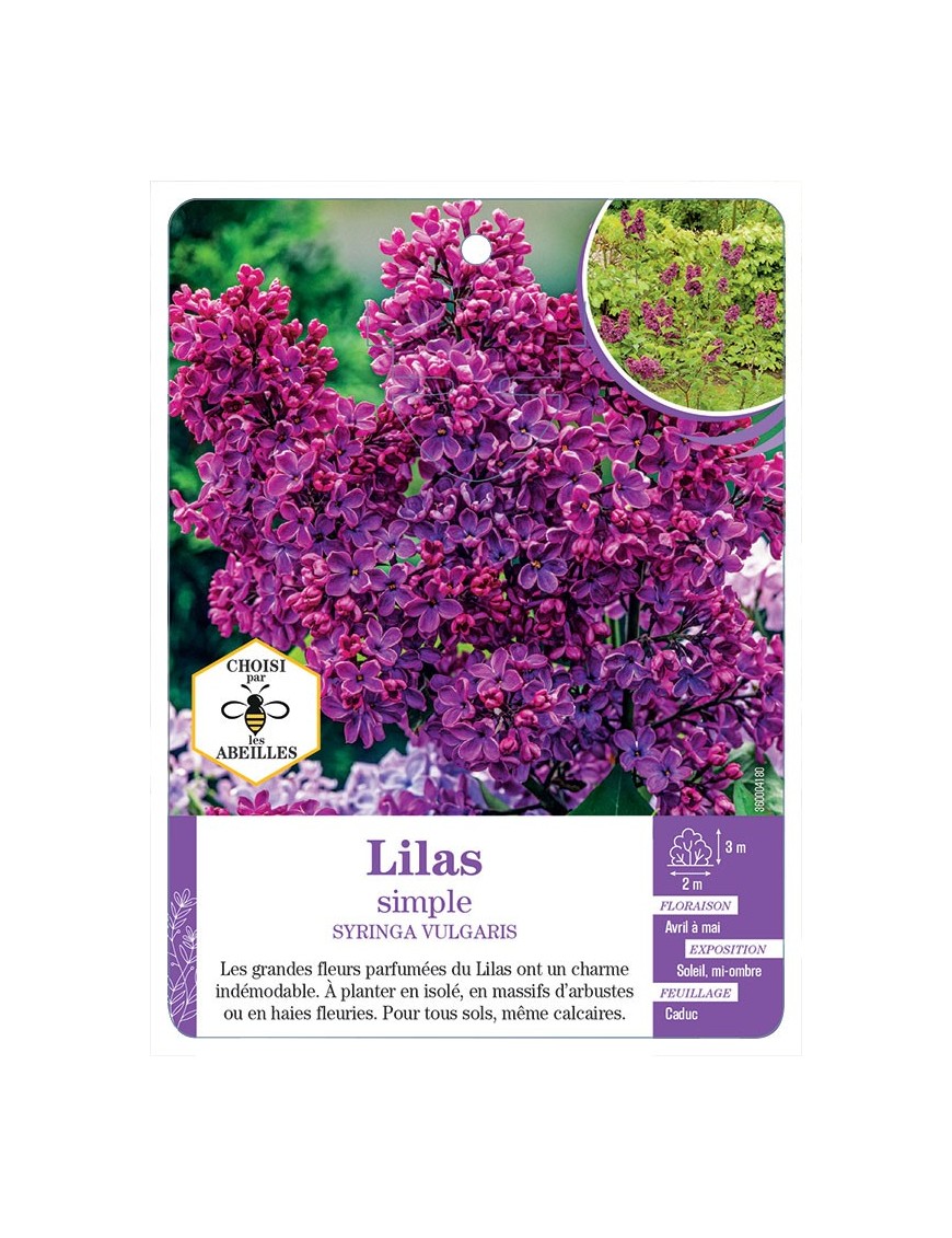 SYRINGA VULGARIS voir Lilas simple (rouge)