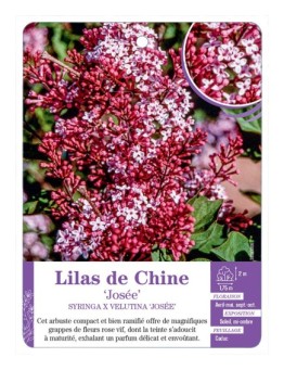 SYRINGA VULGARIS JOSÉE voir Lilas de Chine
