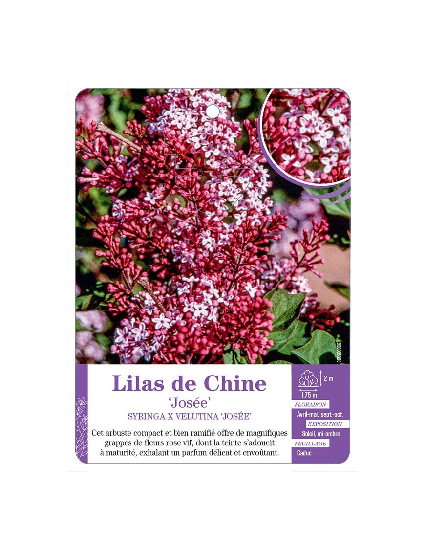 SYRINGA VULGARIS JOSÉE voir Lilas de Chine