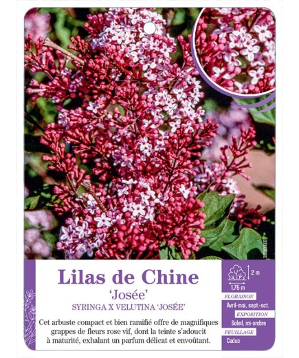 SYRINGA VULGARIS JOSÉE voir Lilas de Chine