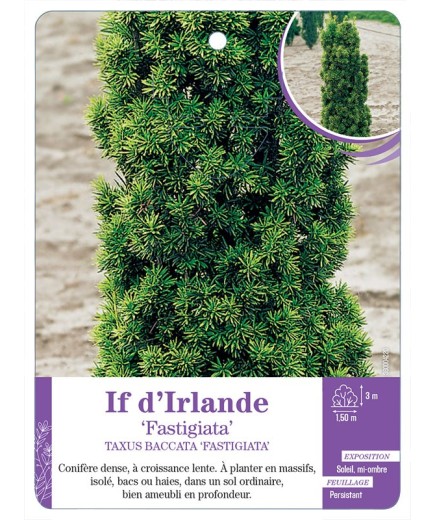 TAXUS BACCATA FASTIGIATA voir If d Irlande