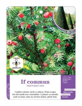 TAXUS BACCATA voir If commun