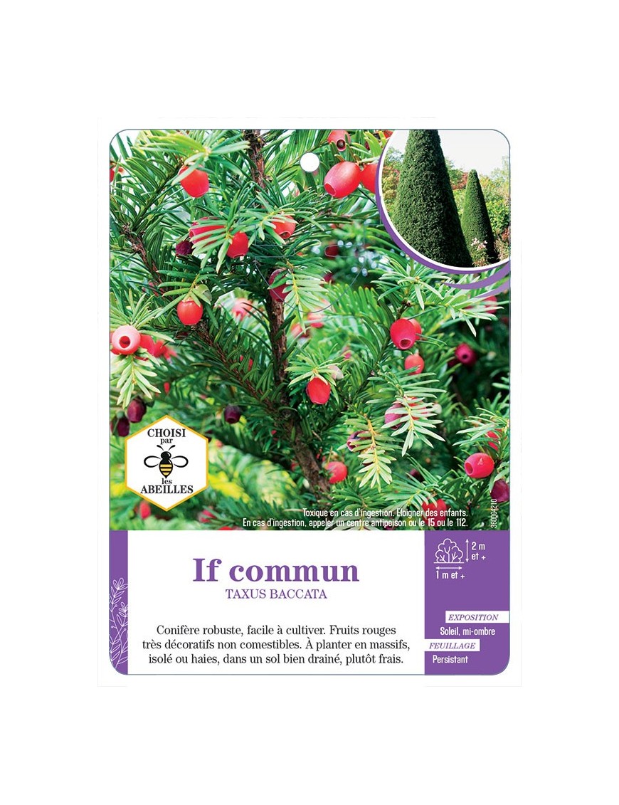 TAXUS BACCATA voir If commun