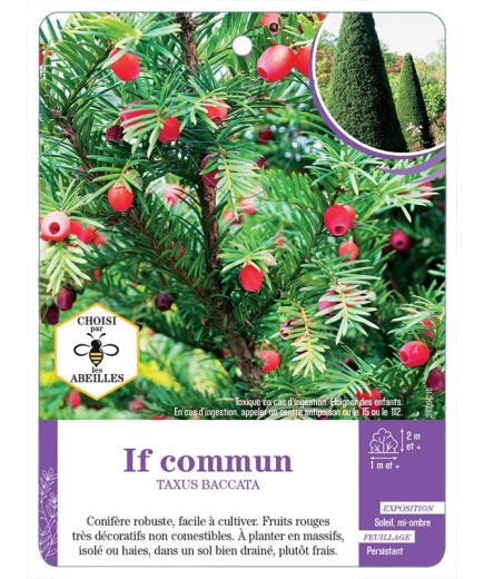 TAXUS BACCATA voir If commun