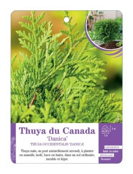 THUJA OCCIDENTALIS DANICA voir Thuya du Canada