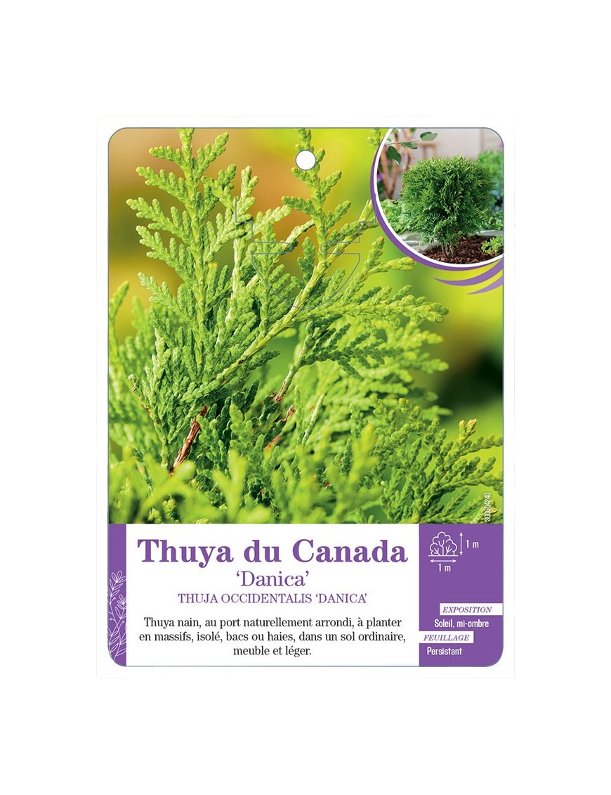THUJA OCCIDENTALIS DANICA voir Thuya du Canada