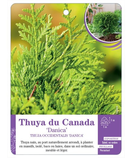 THUJA OCCIDENTALIS DANICA voir Thuya du Canada