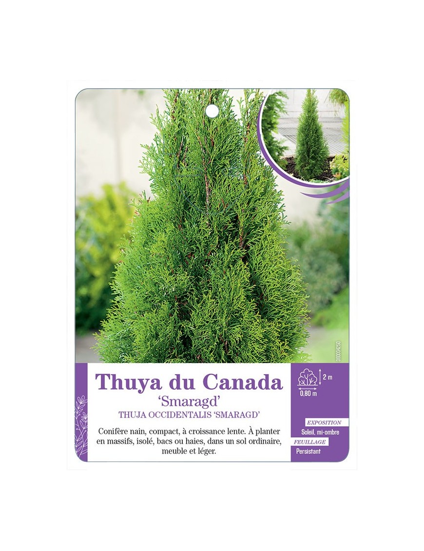 THUJA OCCIDENTALIS SMARAGD voir Thuya du Canada