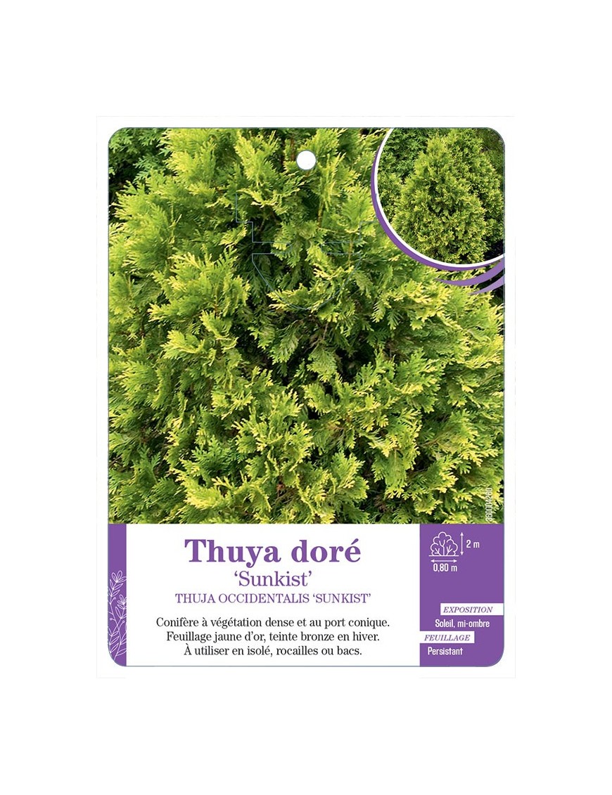 THUJA OCCIDENTALIS SUNKIST voir Thuya doré