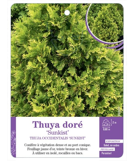 THUJA OCCIDENTALIS SUNKIST voir Thuya doré