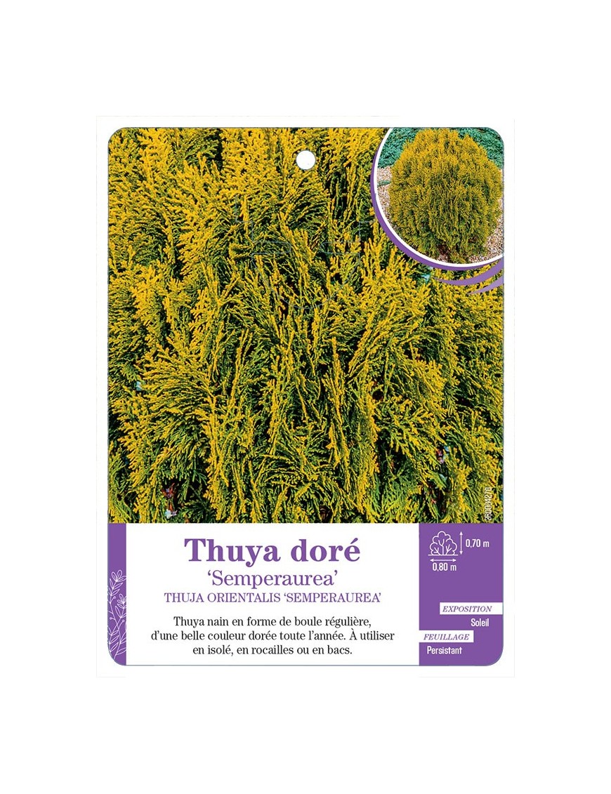 THUJA ORIENTALIS SEMPERAUREA voir Thuya doré