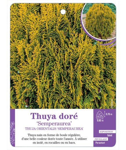 THUJA ORIENTALIS SEMPERAUREA voir Thuya doré