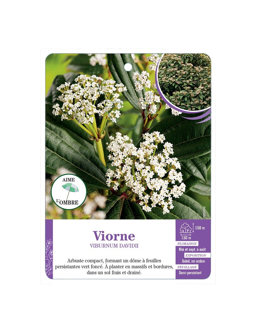 VIBURNUM DAVIDII voir Viorne