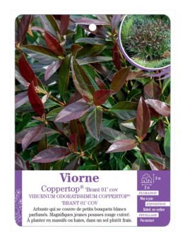 VIBURNUM ODORATISSIMUM COPPERTOP® BRANT 01 COV voir Viorne