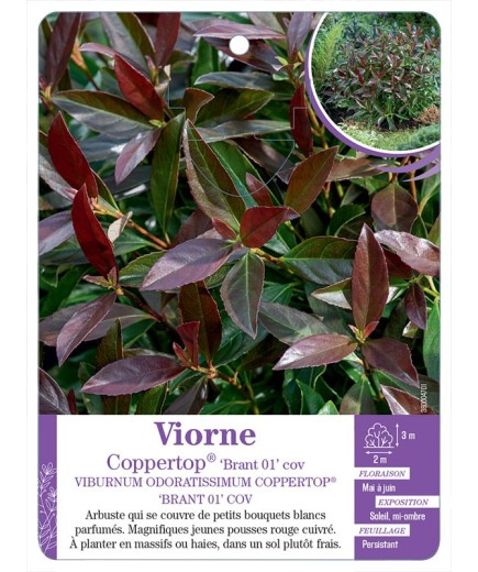 VIBURNUM ODORATISSIMUM COPPERTOP® BRANT 01 COV voir Viorne